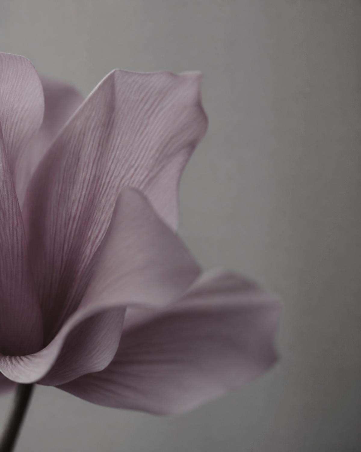 Macro de un pétalo malva sobre fondo piedra